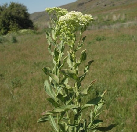 Plant with white inflorescence