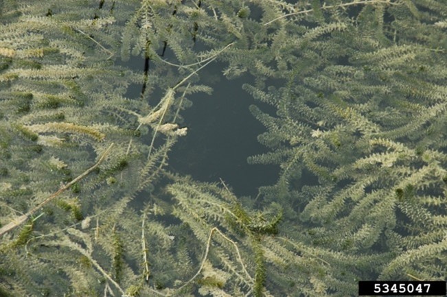 Plants growing under water