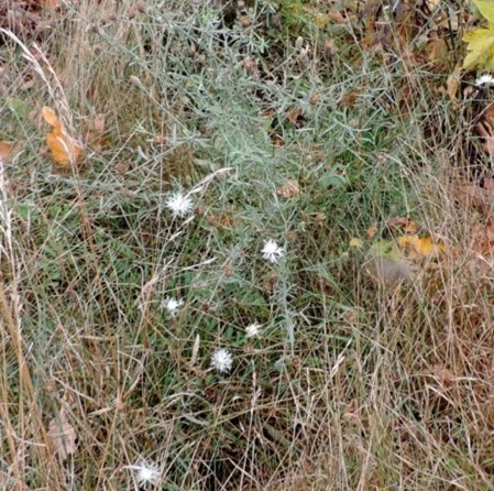Plant with white flowers