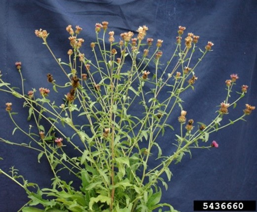 Plant with purple flowers