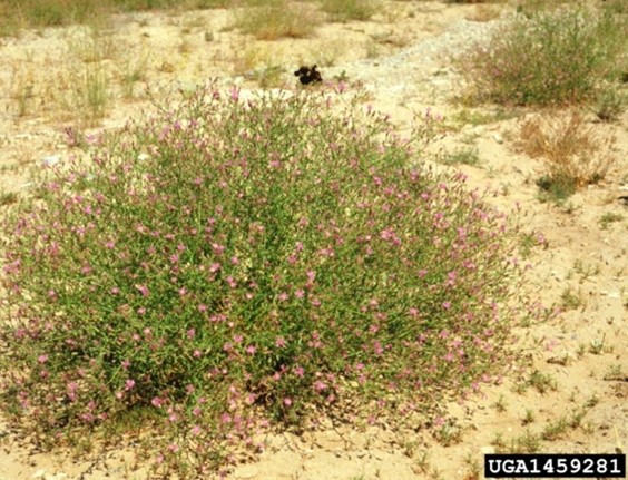 Plant with purple flowers