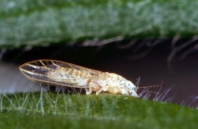 Small white/tan moth