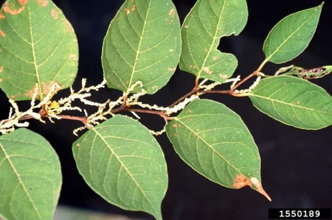Plant with white flowers