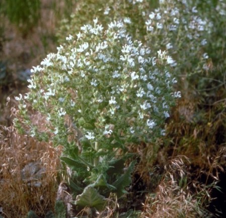 Plant with white flowers