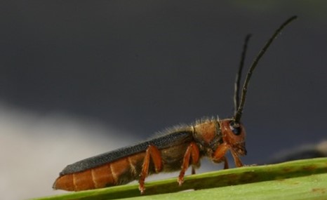 Small red brown bug with black wings