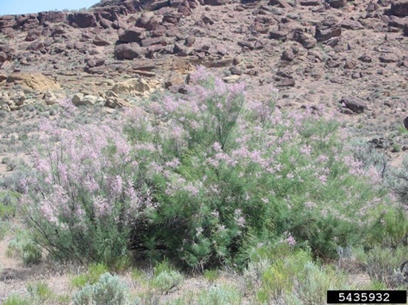 Bushy plant with small light purple flowers