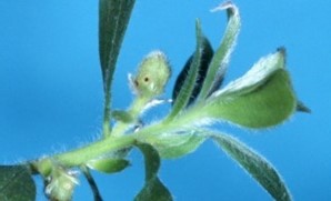 Melaleuca galls make a snug home where Fergusonina fly offspring and Fergusobia nematodes can develop.