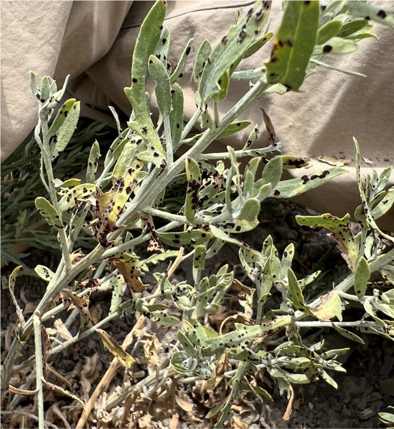 Plant with black spots over the leaves and stems