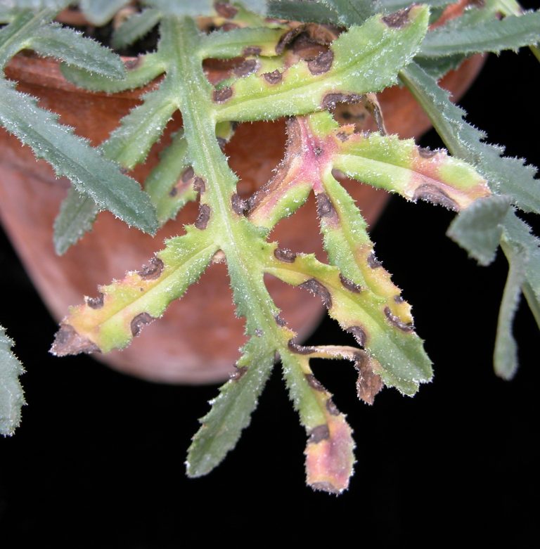 Plant with brown and light green splotches