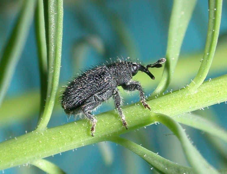 Small black hairy bug
