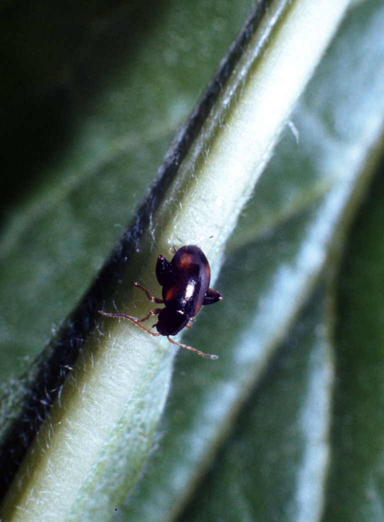 Black bug with dark red smudges