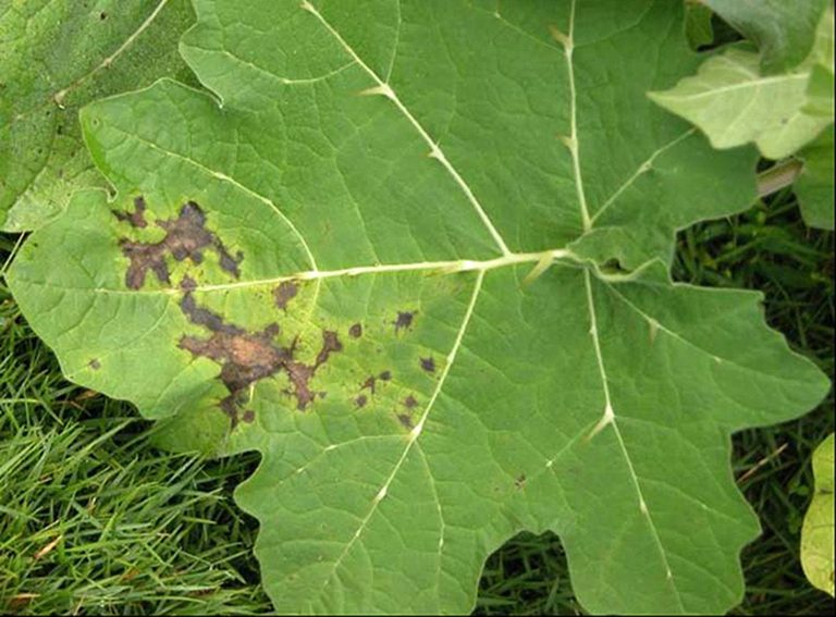 Brown splotches on green leaf