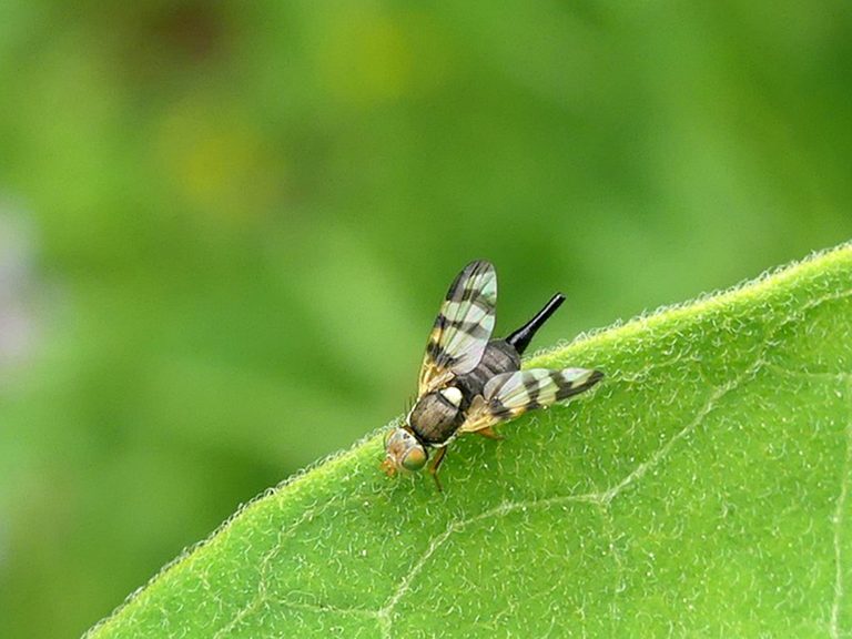 Small black bug with striped black and clear wings