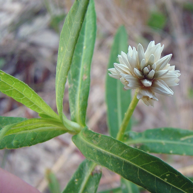 alligatorweed