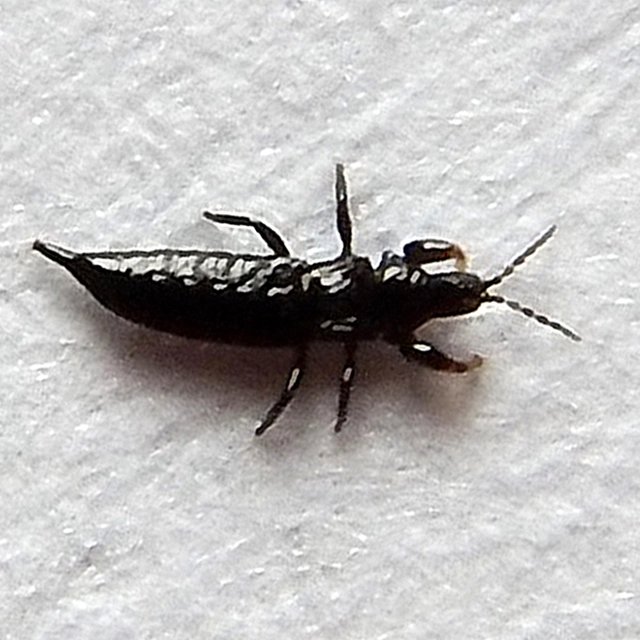 <i>Amynothrips  andersoni</i>