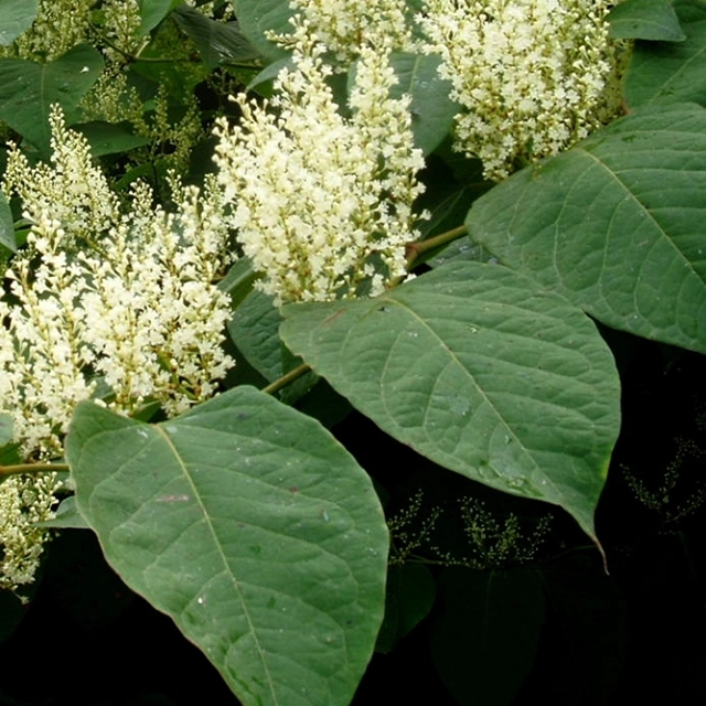Bohemian knotweed