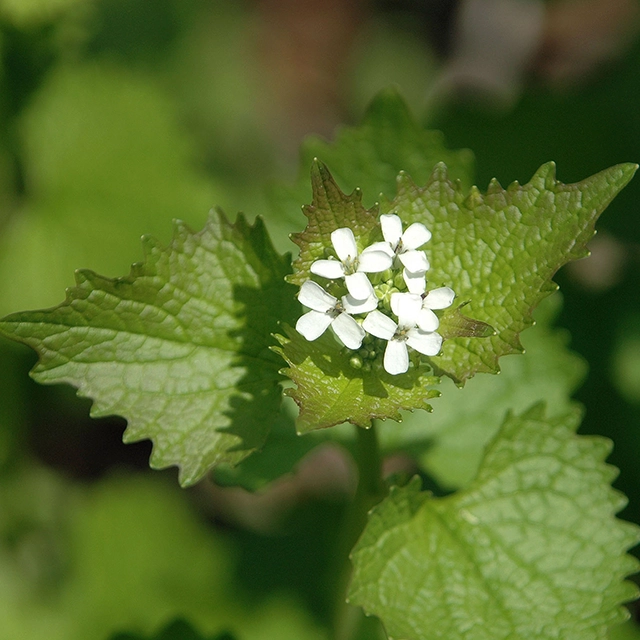 garlic mustard