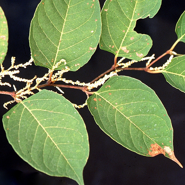Japanese knotweed