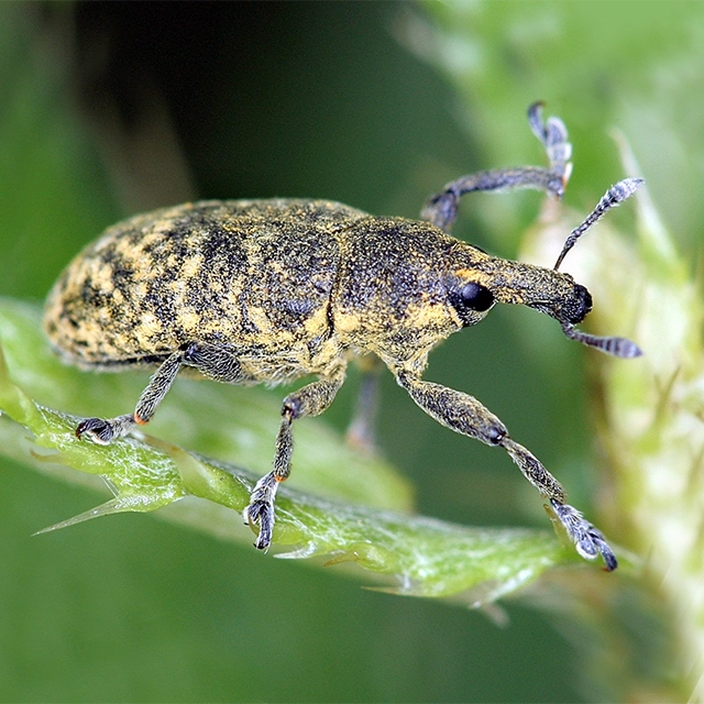 Larinus carlinae – IBiocontrol