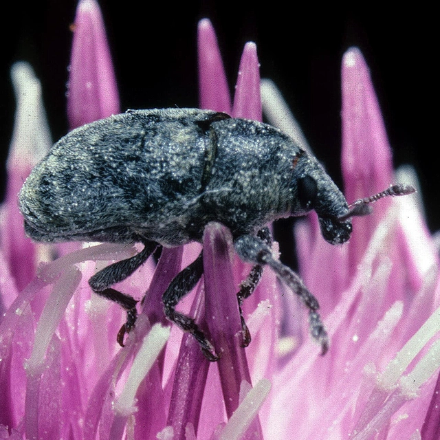 Larinus minutus – IBiocontrol