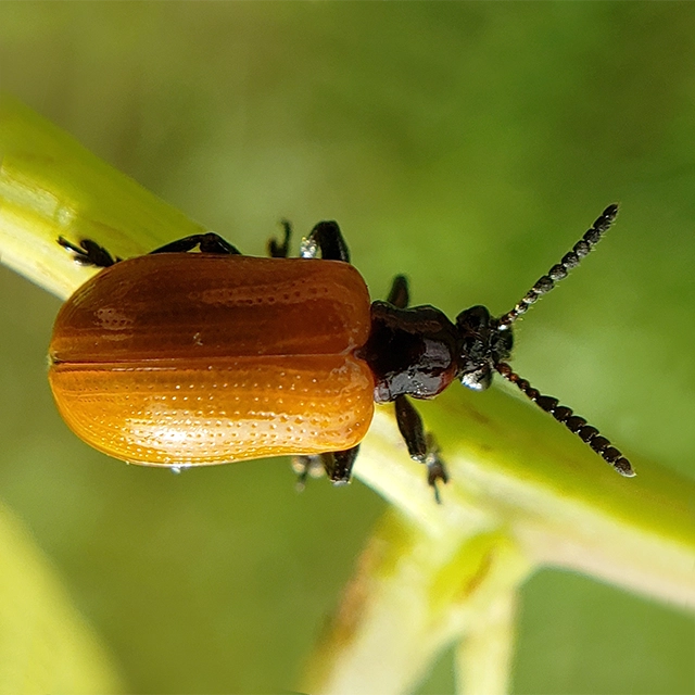<i>Lilioceris cheni</i>