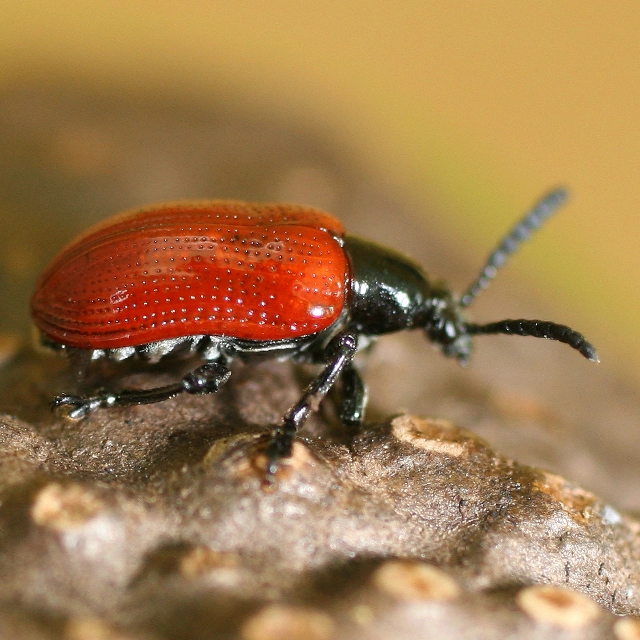 <i>Lilioceris egena</i>