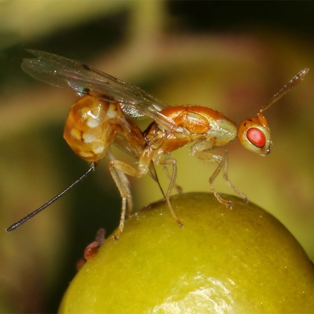 <i>Megastigmus transvaalensis</i>