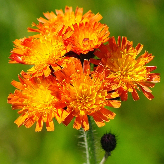 orange hawkweed