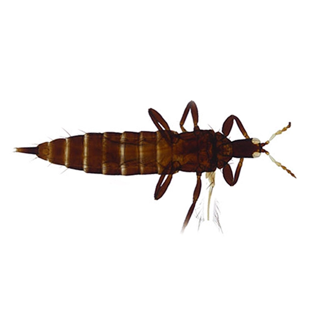 <i>Pseudophilothrips ichini</i>