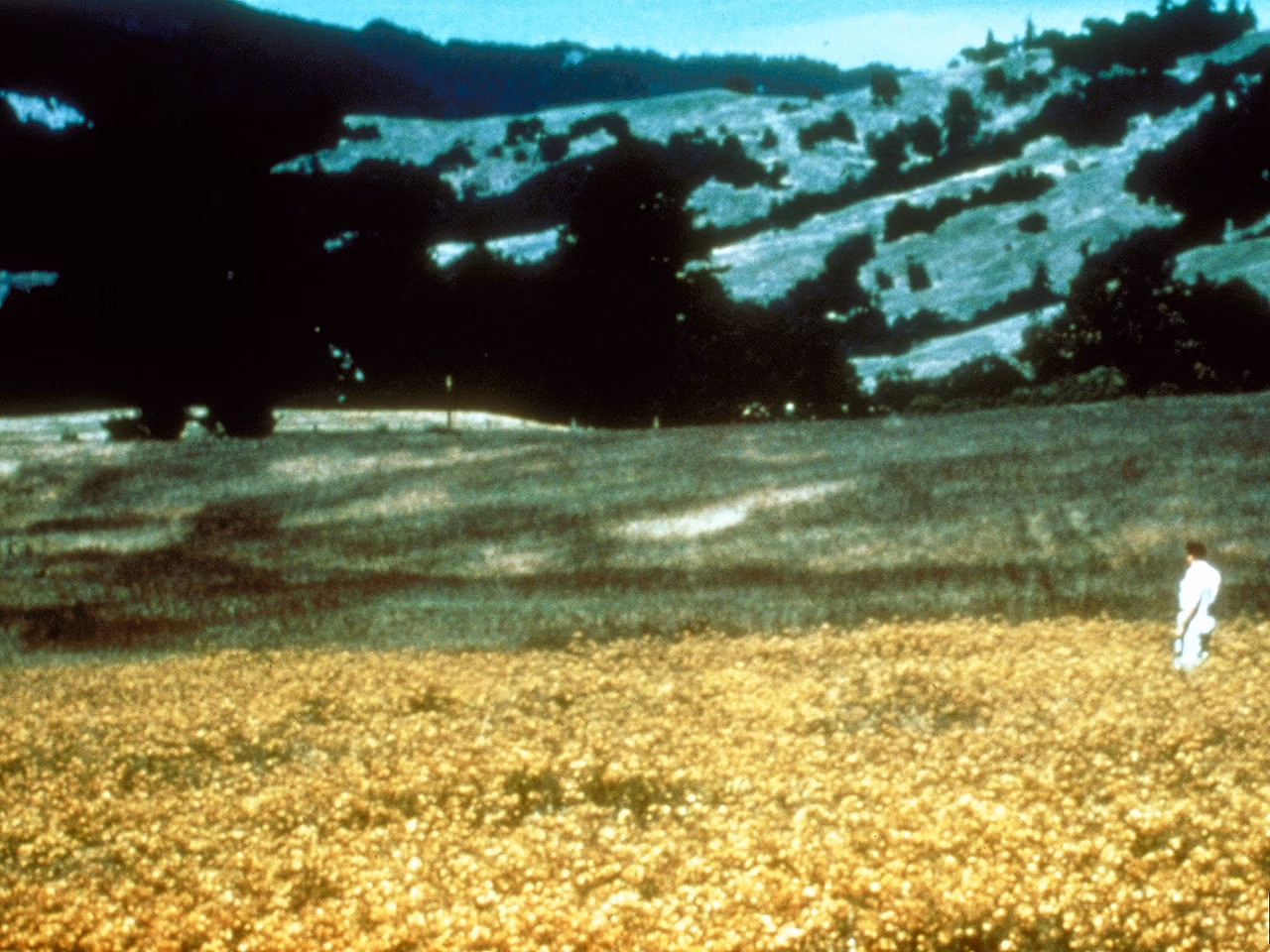 Photo of a person standing in a meadow of yellow flowered plants with shrubby hills in the distance